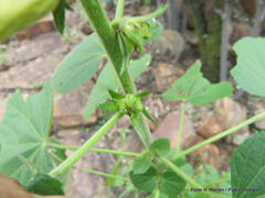 Hibiscus lunarifolius