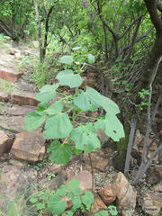 Hibiscus lunarifolius