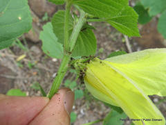 Hibiscus lunarifolius