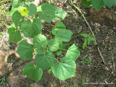 Hibiscus lunarifolius
