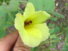 Hibiscus lunarifolius