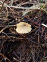 Entoloma aromaticum