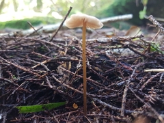Entoloma aromaticum