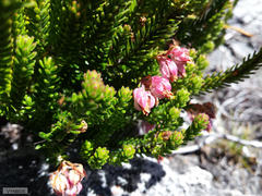 Erica tegulifolia