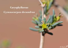 Gymnocarpos decander