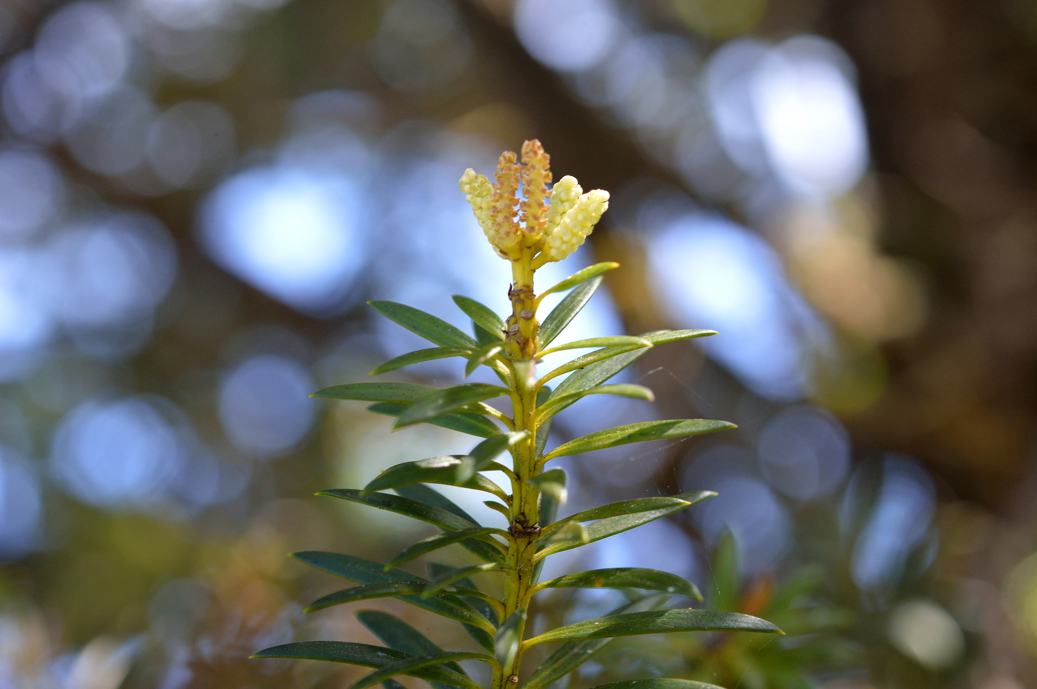Podocarpus nubigenus