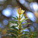 Podocarpus nubigenus - Photo (c) danielaperezorellana, μερικά δικαιώματα διατηρούνται (CC BY-NC-ND)