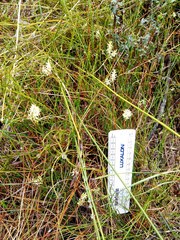 Symphionema paludosum