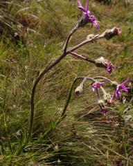 Senecio macrocephalus