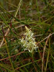 Symphionema paludosum