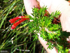 Erica curviflora curviflora