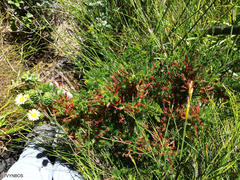 Erica curviflora curviflora