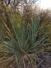 Dasylirion cedrosanum