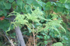Pteridium aquilinum aquilinum