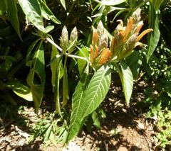Metarungia longistrobus