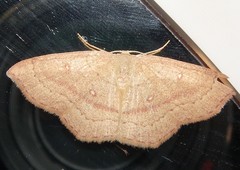 Cyclophora linearia