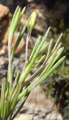 Osteospermum aciphyllum