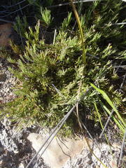 Osteospermum aciphyllum