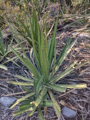 Dasylirion cedrosanum