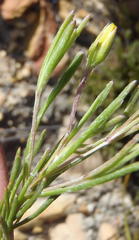 Osteospermum aciphyllum