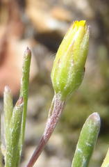 Osteospermum aciphyllum