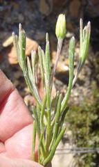 Osteospermum aciphyllum