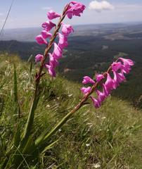 Watsonia amatolae