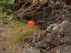 Haemanthus