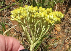 Helichrysum nudifolium nudifolium