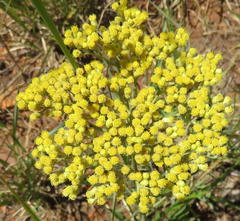 Helichrysum nudifolium nudifolium
