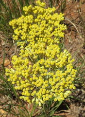 Helichrysum nudifolium nudifolium