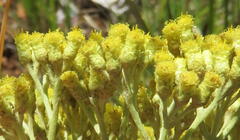 Helichrysum nudifolium nudifolium
