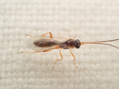 Orthocentrinae
