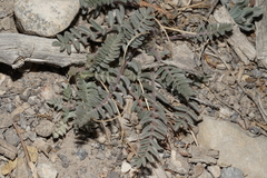 Astragalus minthorniae