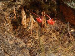 Haemanthus