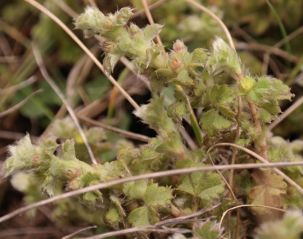 Alchemilla capensis