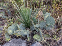 Opuntia cacanapa