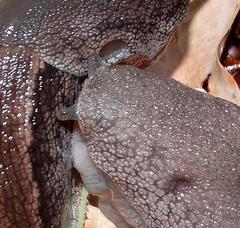 Urocyclus kirkii