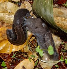 Urocyclus kirkii