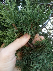 Juniperus excelsa