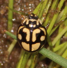 Declivitata bohemani