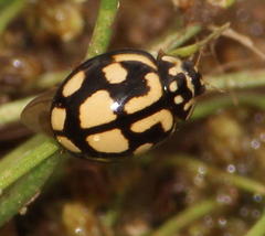 Declivitata bohemani