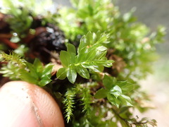 Mnium spinulosum