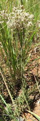 Helichrysum rugulosum