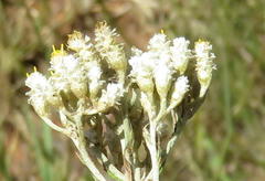 Helichrysum rugulosum