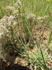 Helichrysum rugulosum
