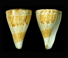 Conus adami