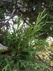 Juniperus excelsa