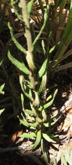 Helichrysum rugulosum