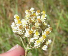 Helichrysum rugulosum